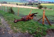 minimising horse injuries
